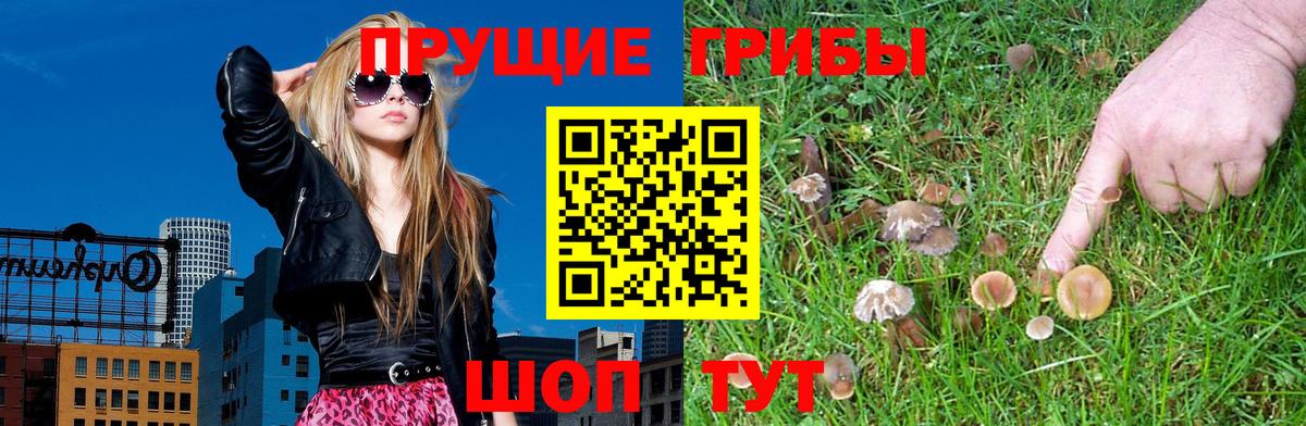 где купить наркоту  Вход с VPN  Псилоцибиновые грибы прущие грибы  Долгопрудный  Псилоцибиновые грибы ЛСД 